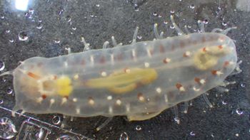 Media type: image;   Invertebrate Zoology 153394 Description: Live specimen.;